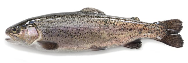 FJORU BIO Forellen Filet mit Haut